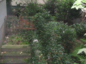 View from my window; the garden